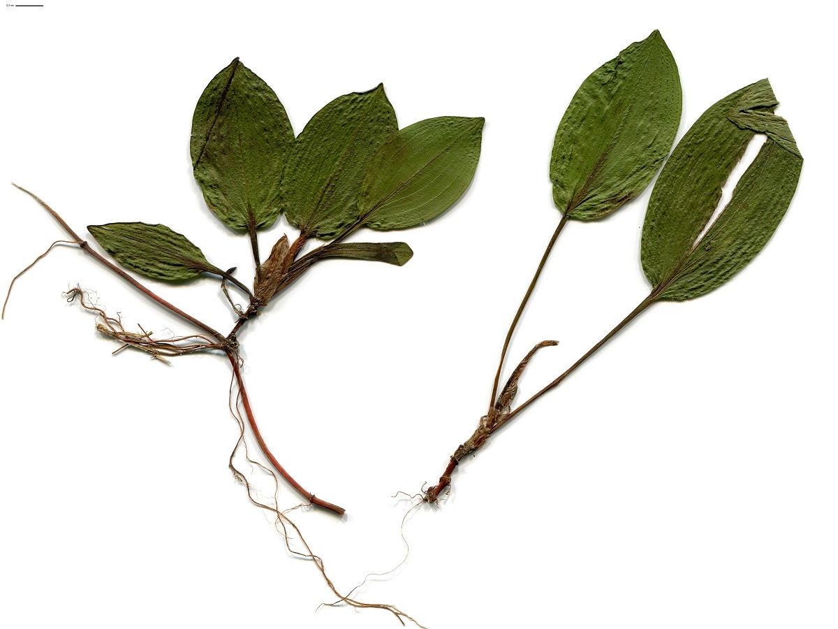 Potamogeton polygonifolius (Potamogetonaceae)